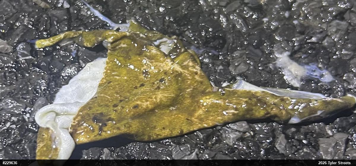 American Bullfrog