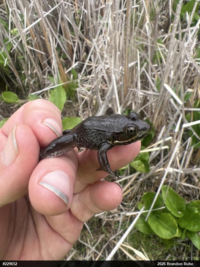 Green Frog