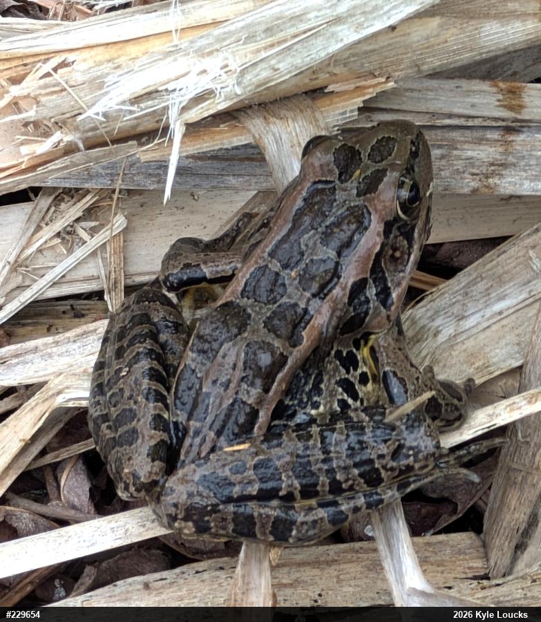 Pickerel Frog
