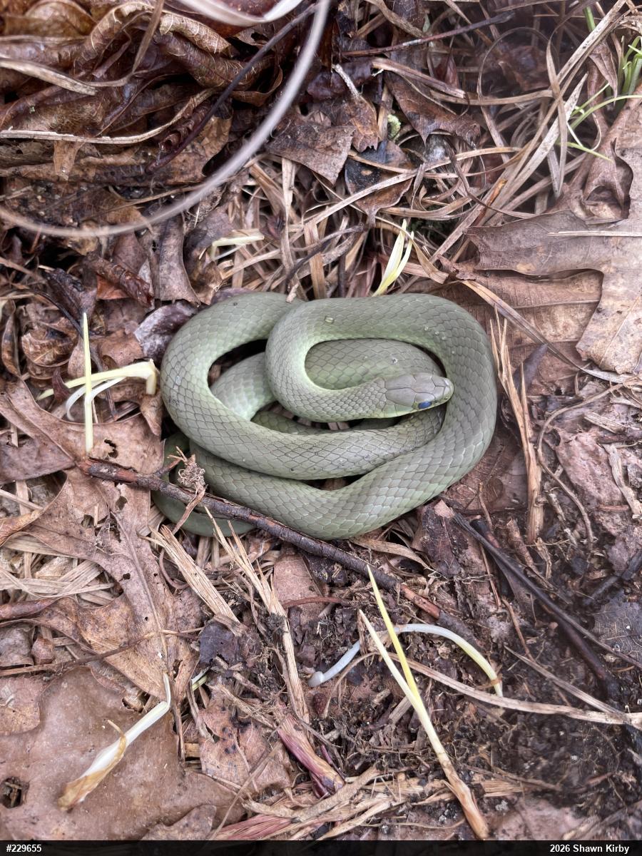 Smooth Greensnake