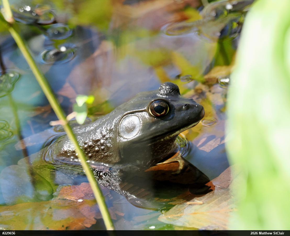 American Bullfrog