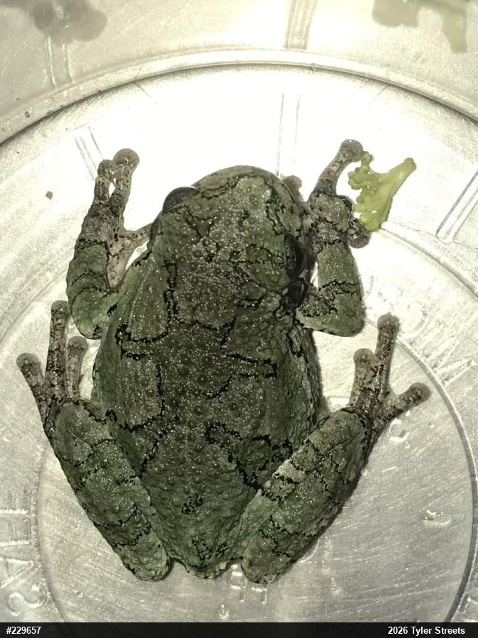 Unknown Gray Treefrog