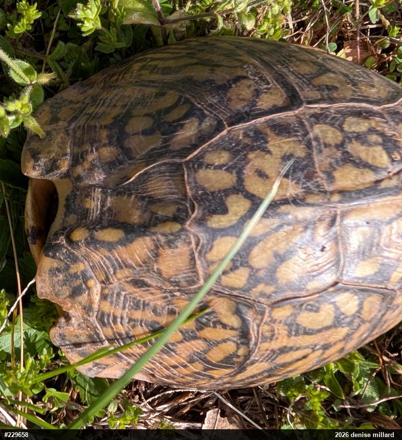 Eastern Box Turtle