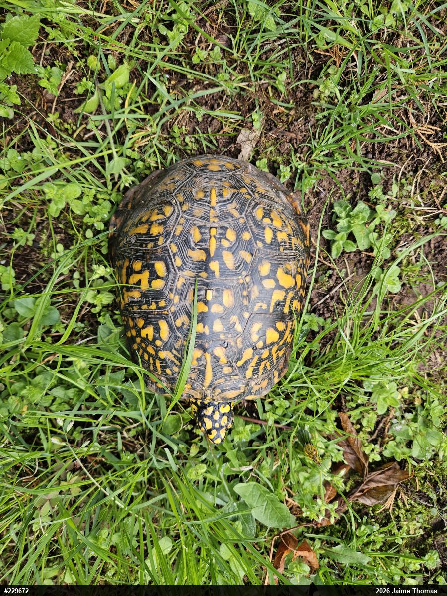 Eastern Box Turtle