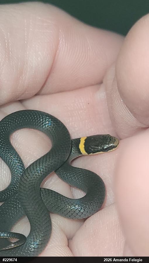 Northern Ring-necked Snake