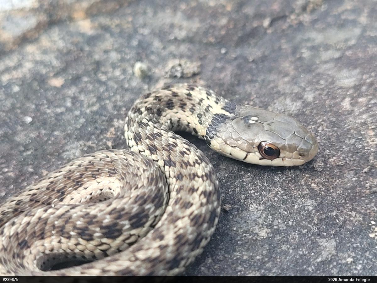 Eastern Gartersnake