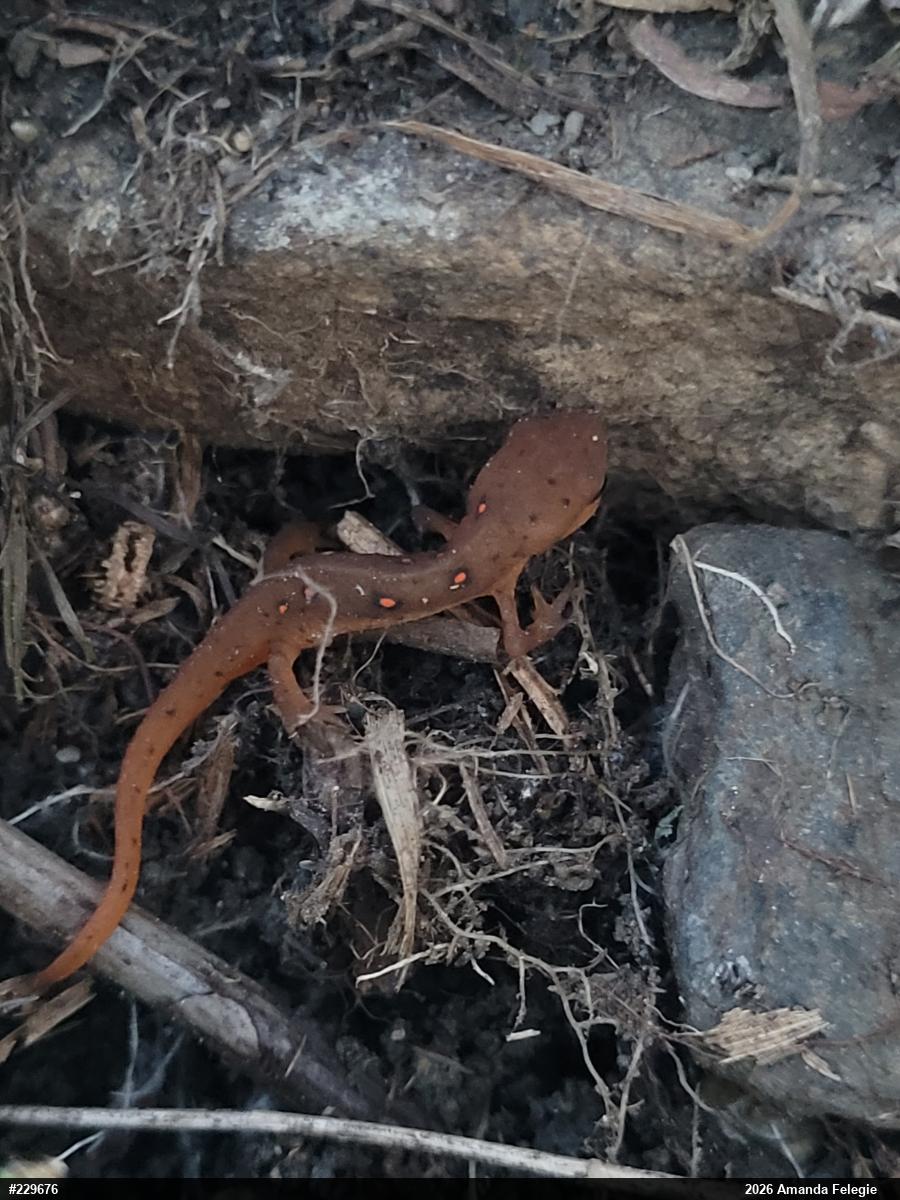 Red-spotted Newt