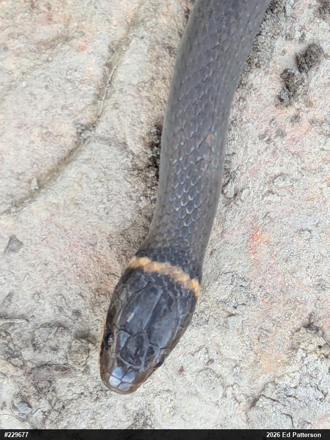 Northern Ring-necked Snake