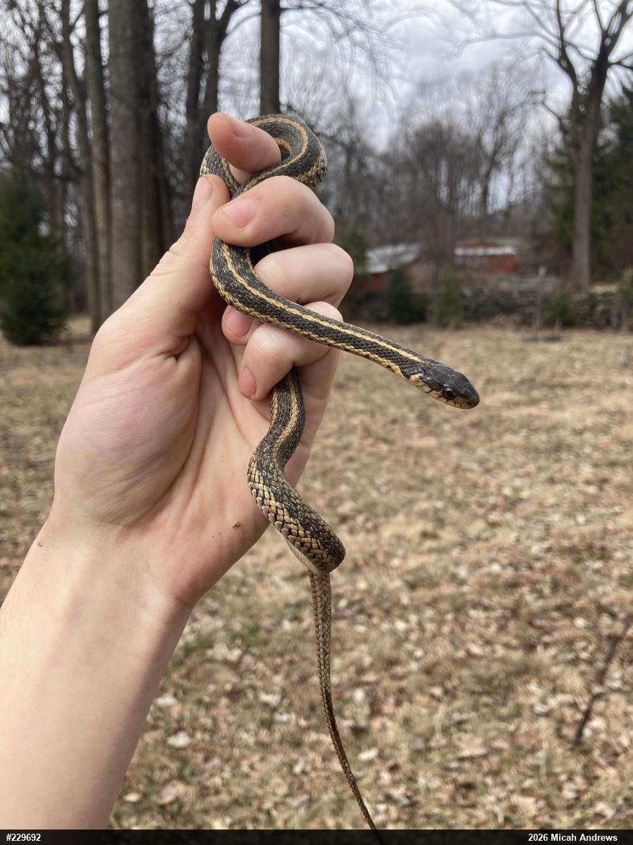 Eastern Gartersnake