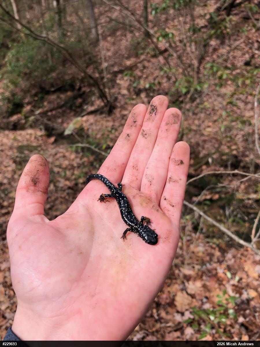 Northern Slimy Salamander