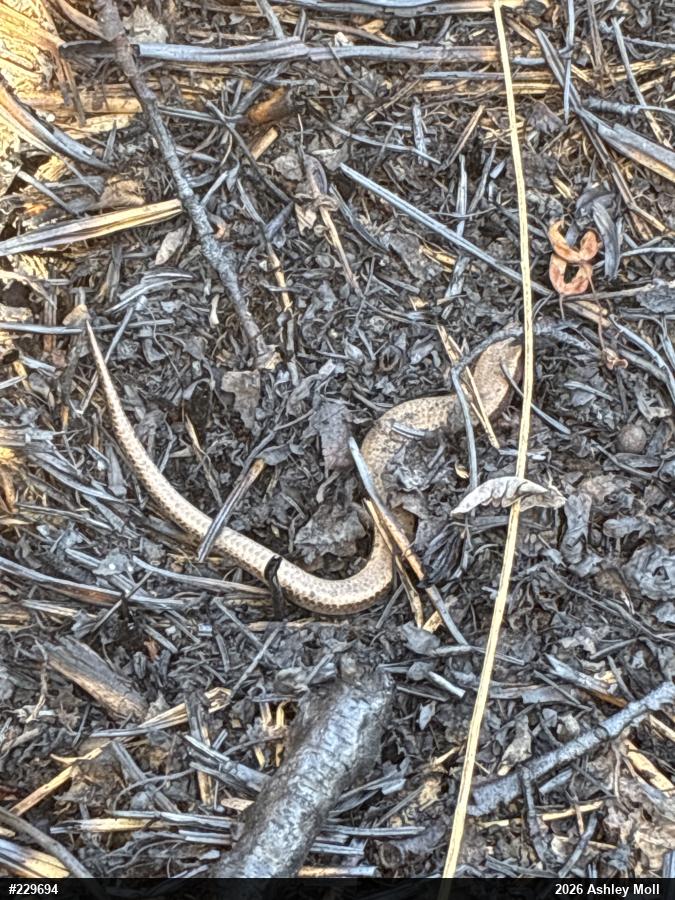 Northern Coal Skink