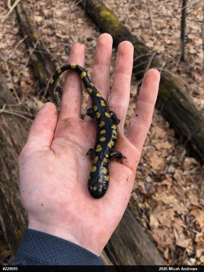 Spotted Salamander