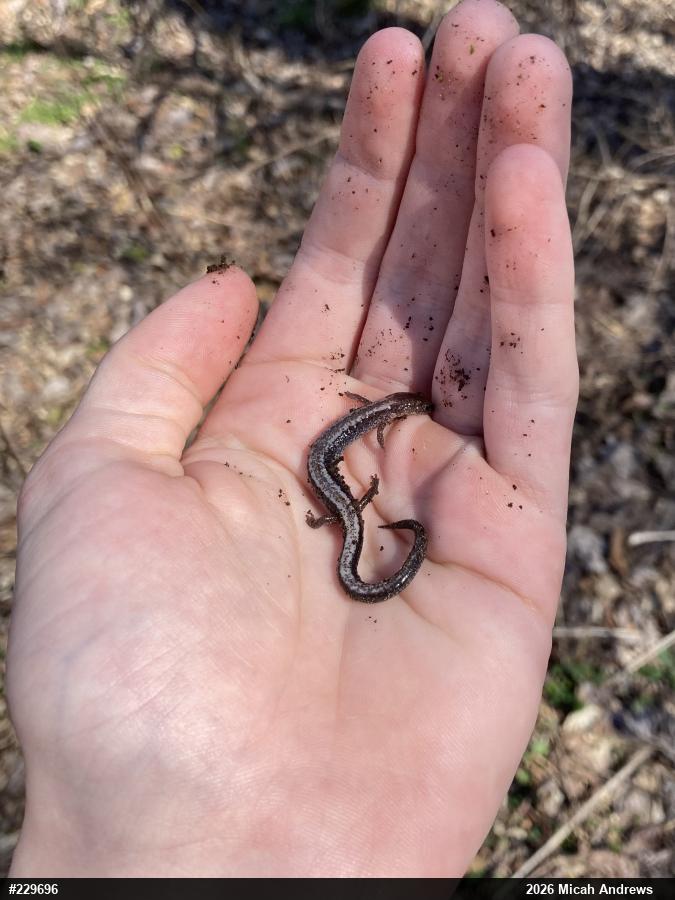 Eastern Red-backed  Salamander