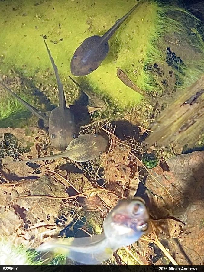 Wood Frog