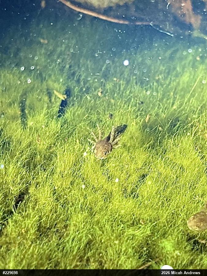 Spotted Salamander