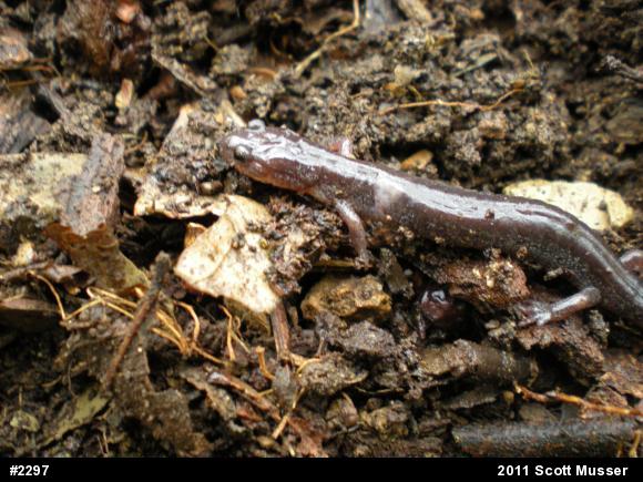 Eastern Red-backed  Salamander