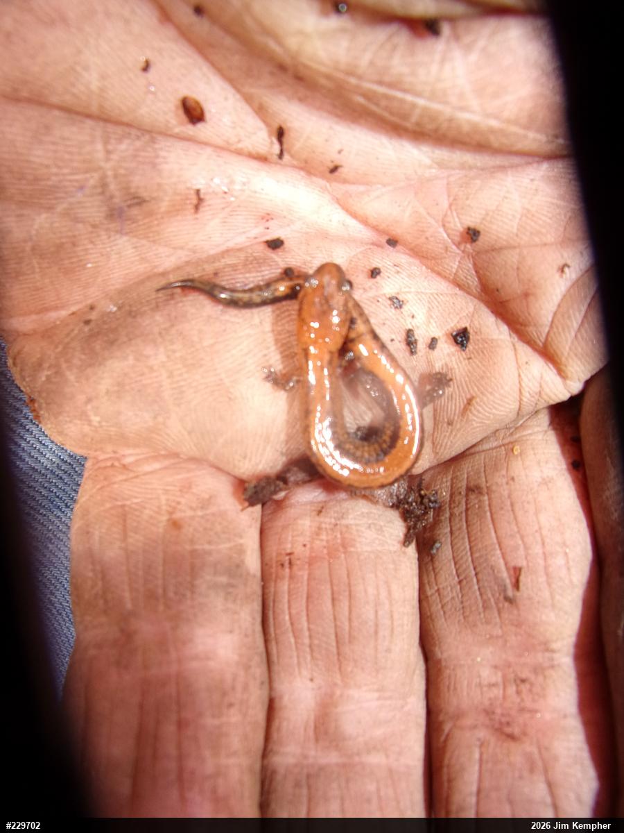Eastern Red-backed  Salamander