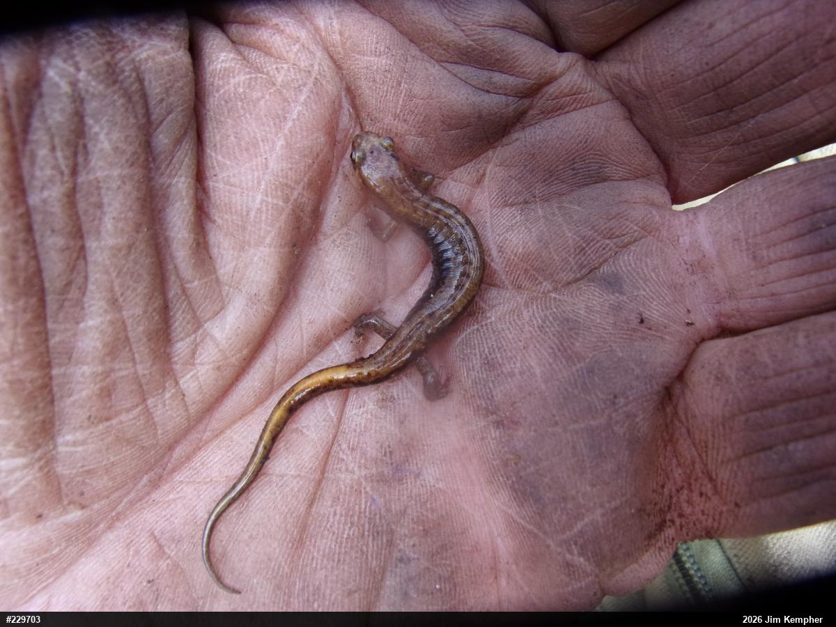 Allegheny Mountain Dusky Salamander