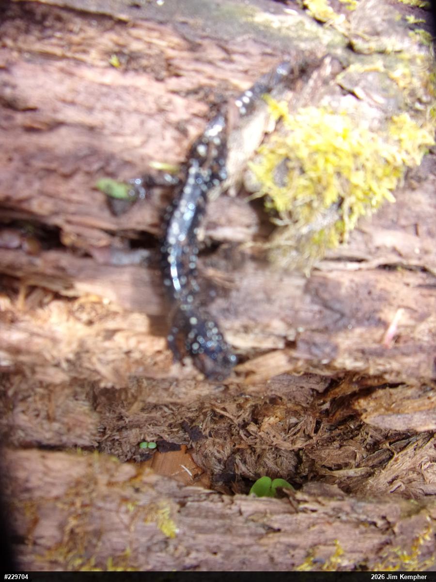 Northern Slimy Salamander