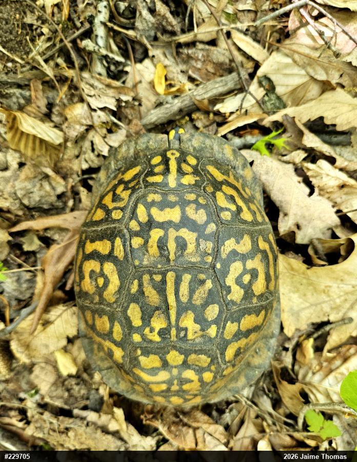 Eastern Box Turtle