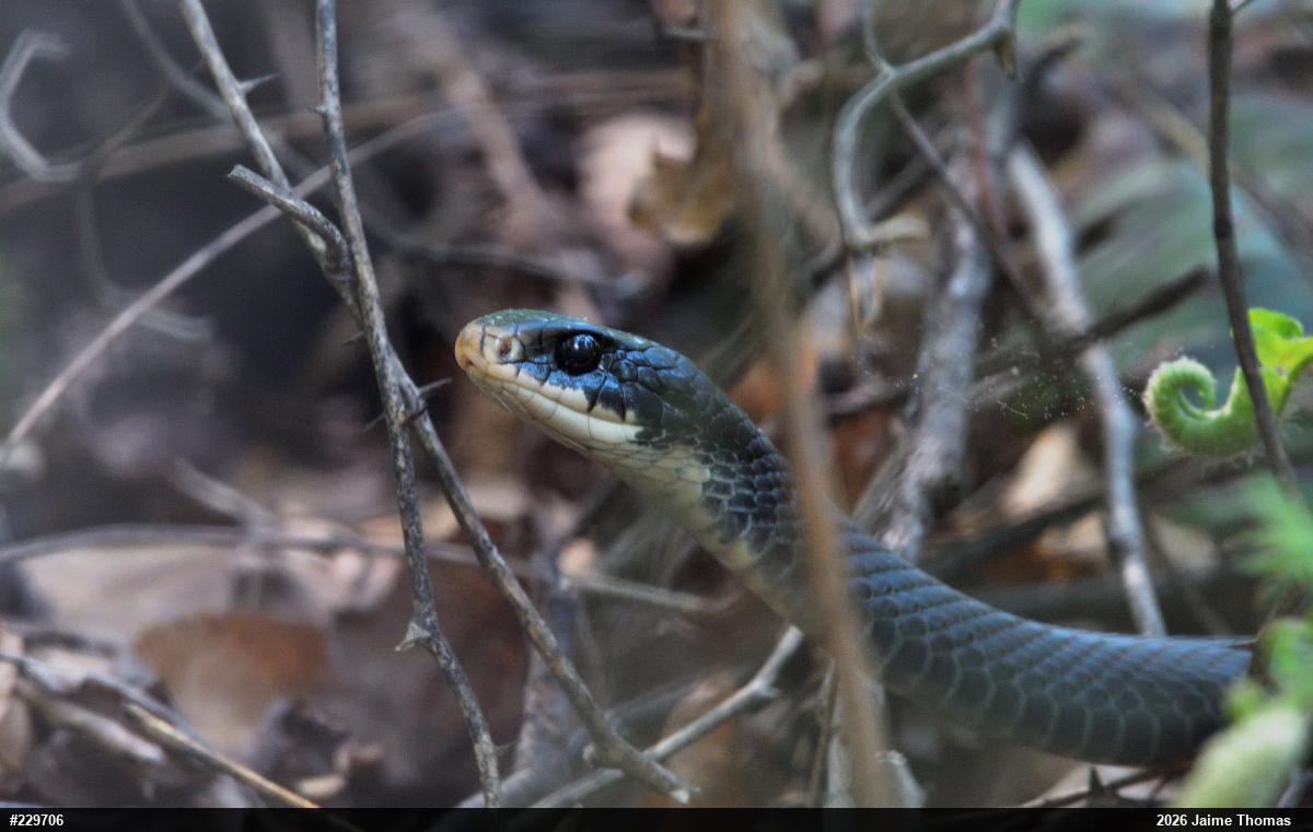 Northern Black Racer