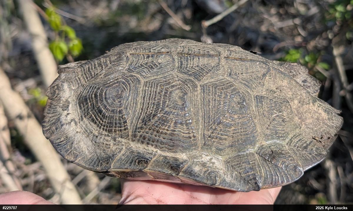 Wood Turtle