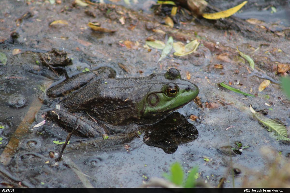 American Bullfrog