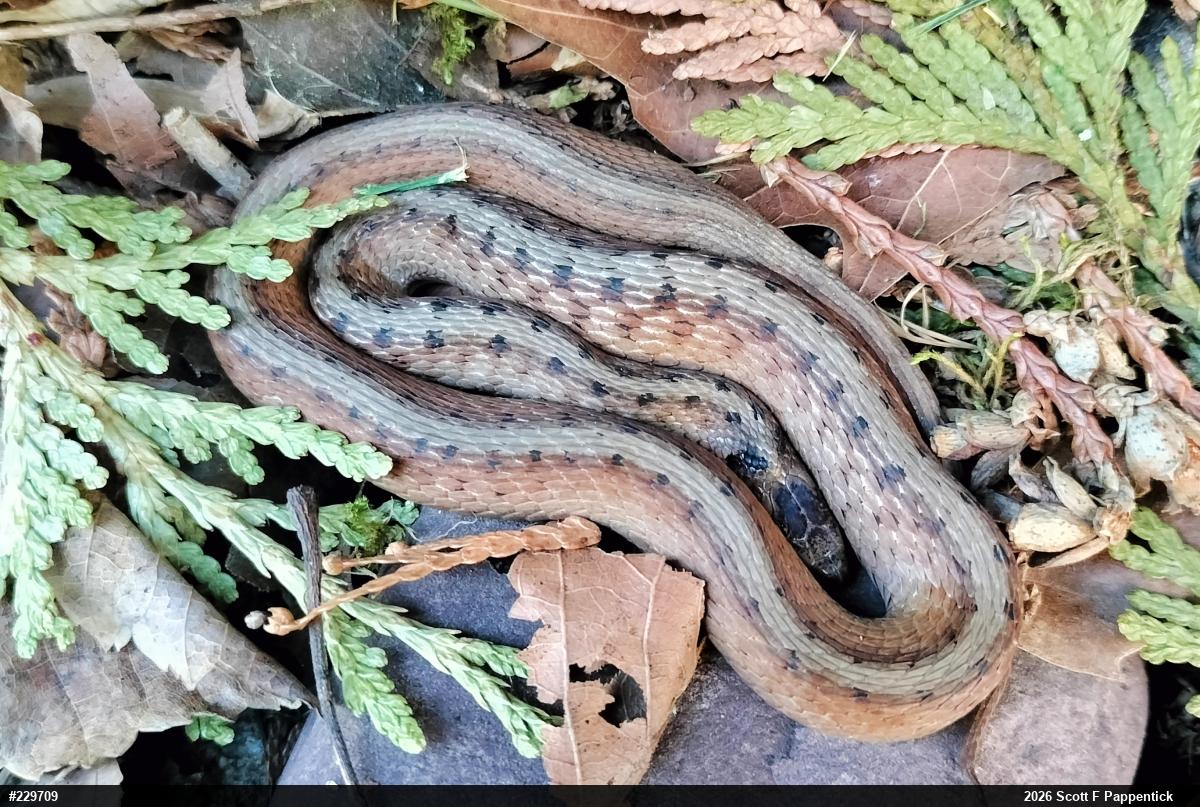 Dekay's Brownsnake
