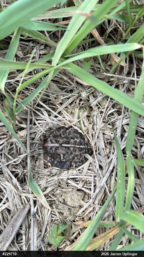 Eastern American Toad