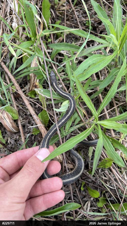 Eastern Gartersnake