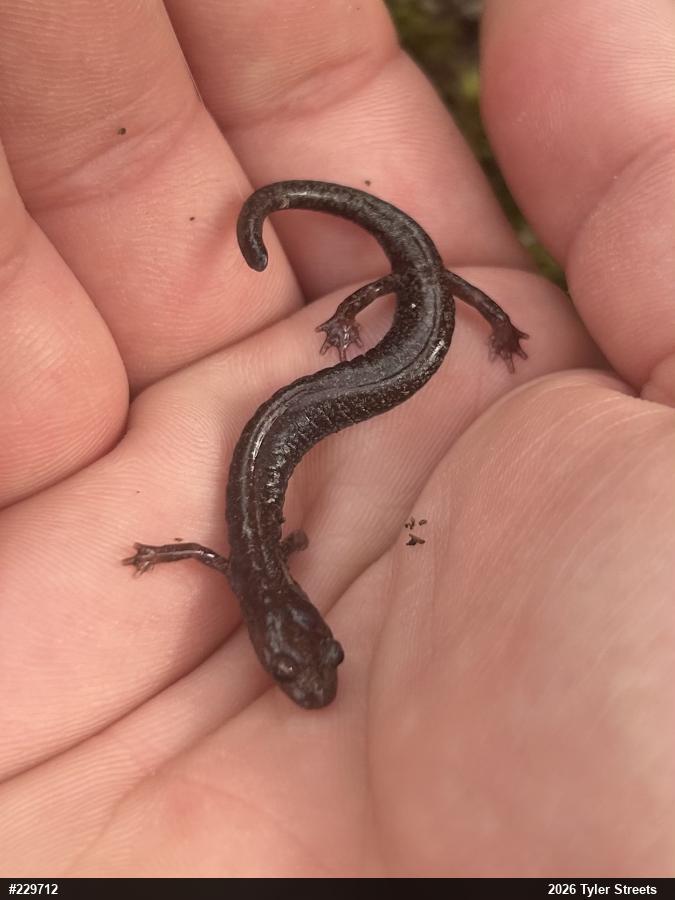 Valley And Ridge Salamander