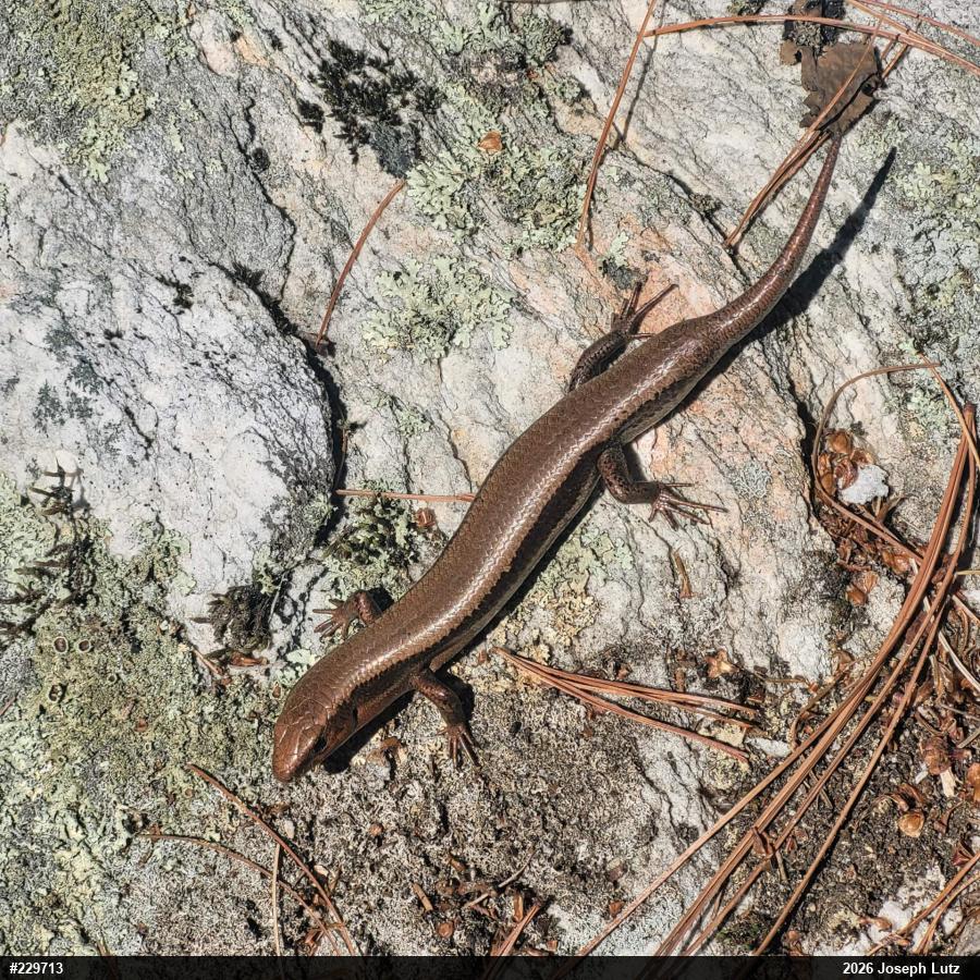 Northern Coal Skink