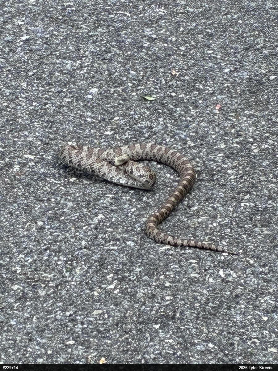 Eastern Milksnake