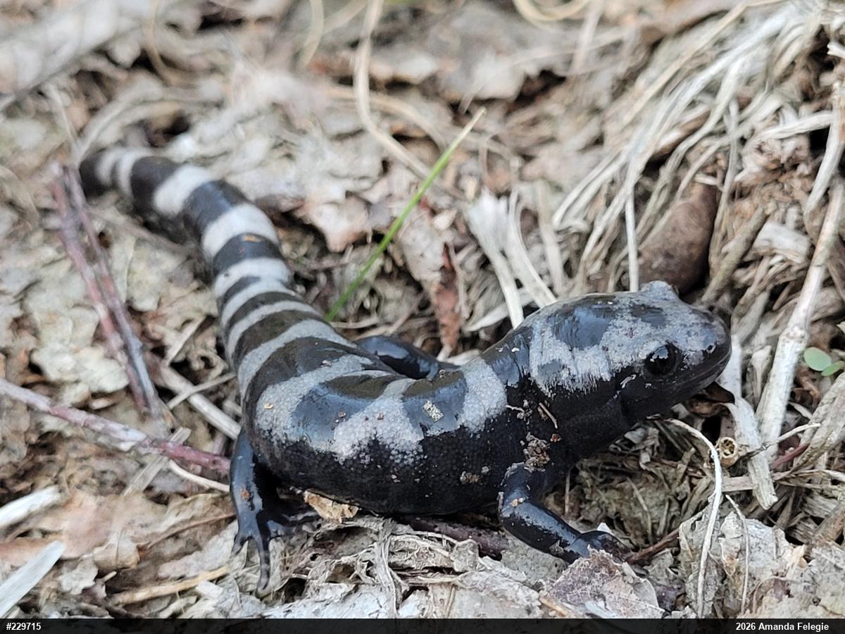 Marbled Salamander