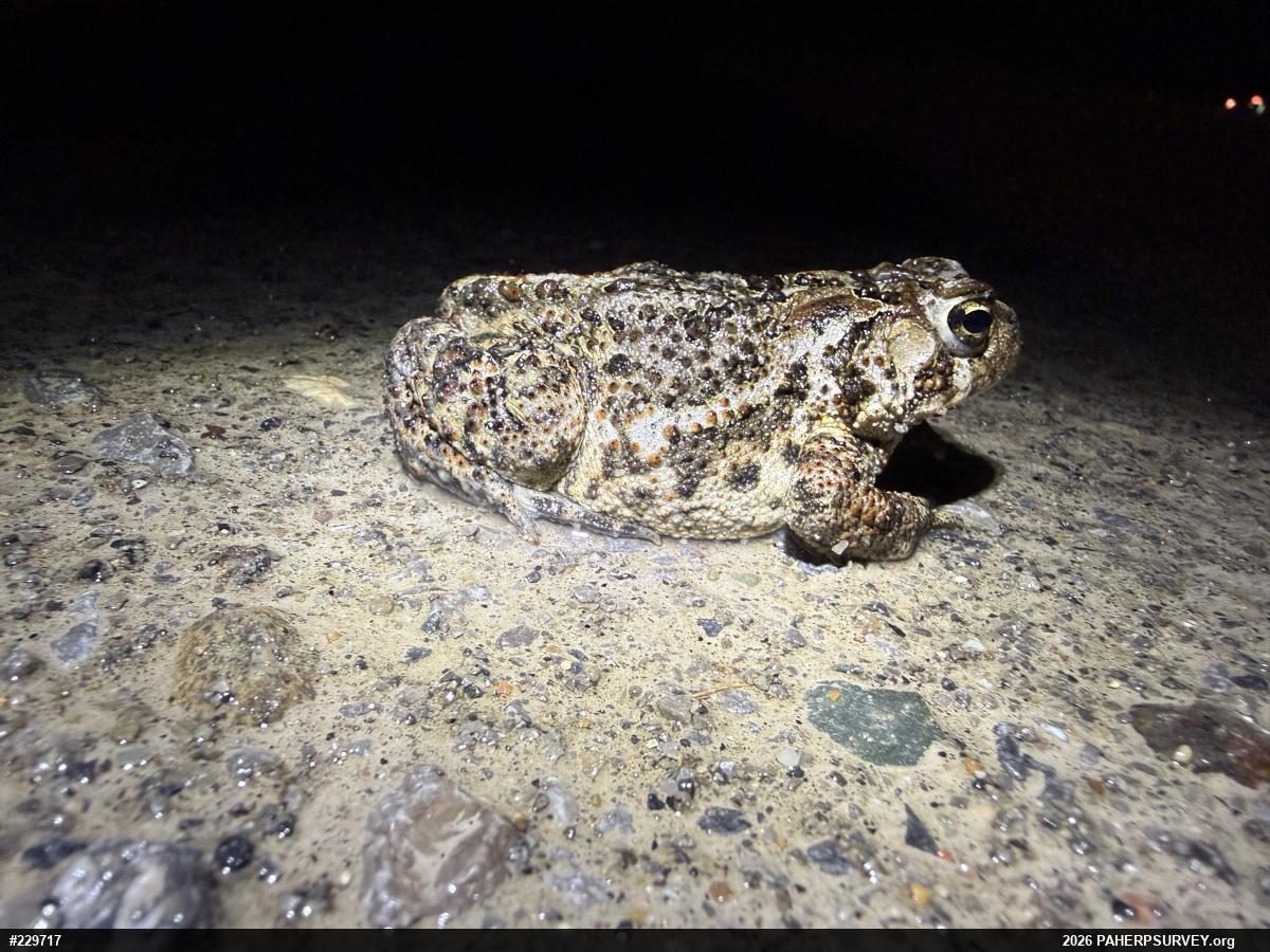 Eastern American Toad
