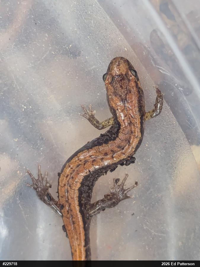 Allegheny Mountain Dusky Salamander