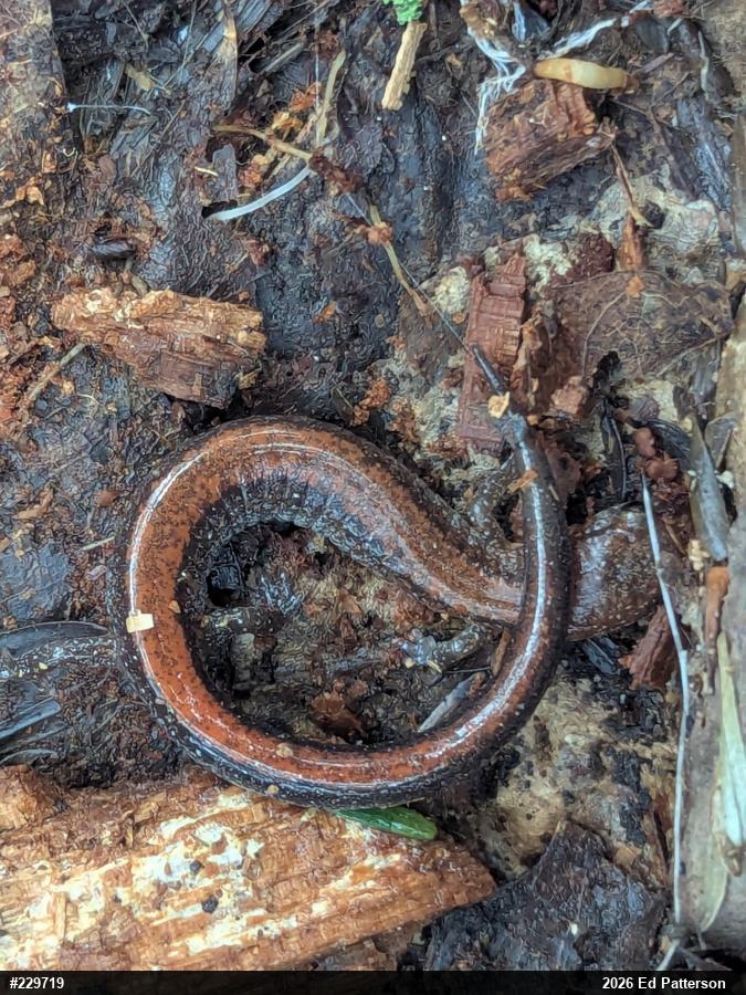 Eastern Red-backed  Salamander