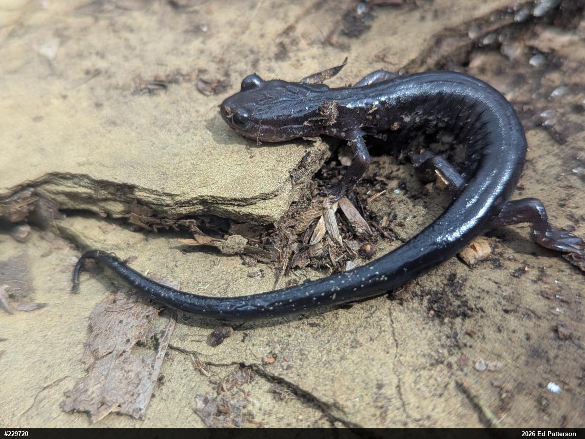 Wehrle's Salamander