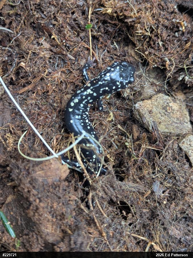 Northern Slimy Salamander