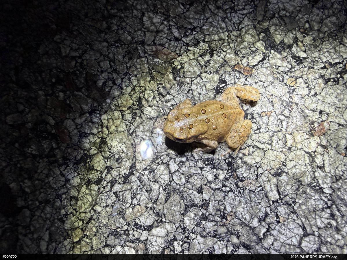 Eastern American Toad