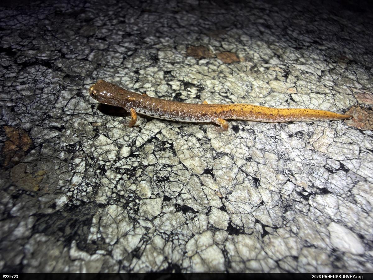 Four-toed Salamander