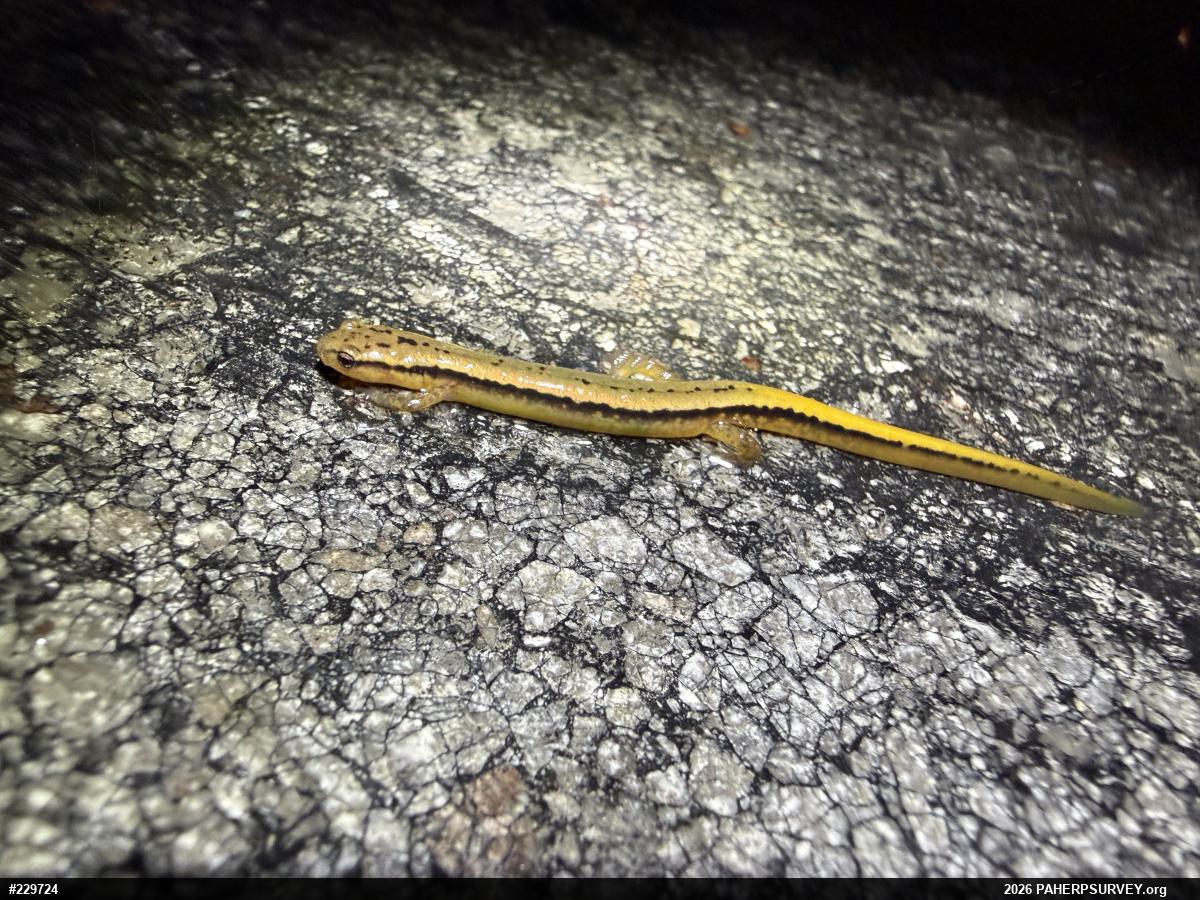 Northern Two-lined Salamander