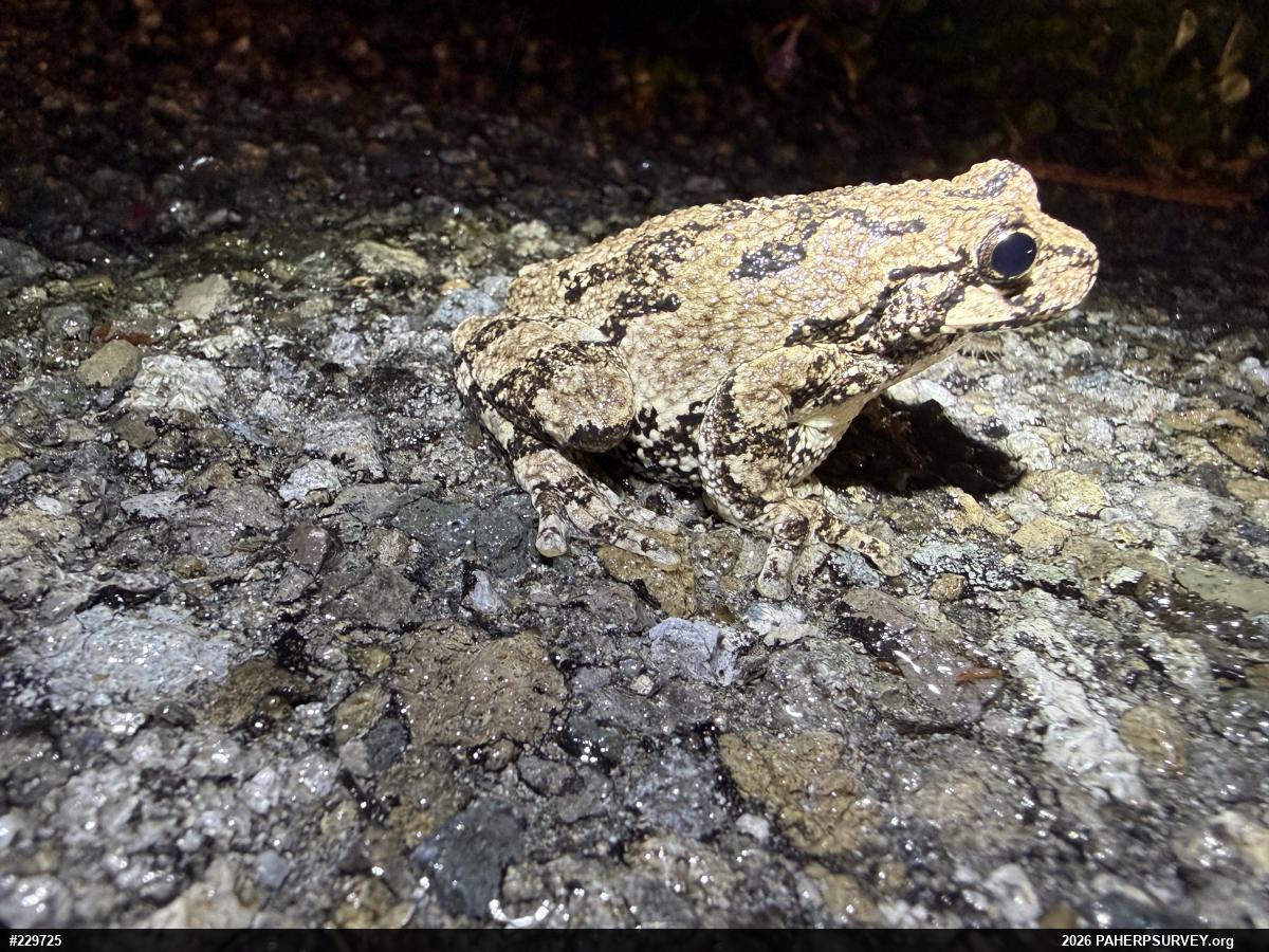 Unknown Gray Treefrog