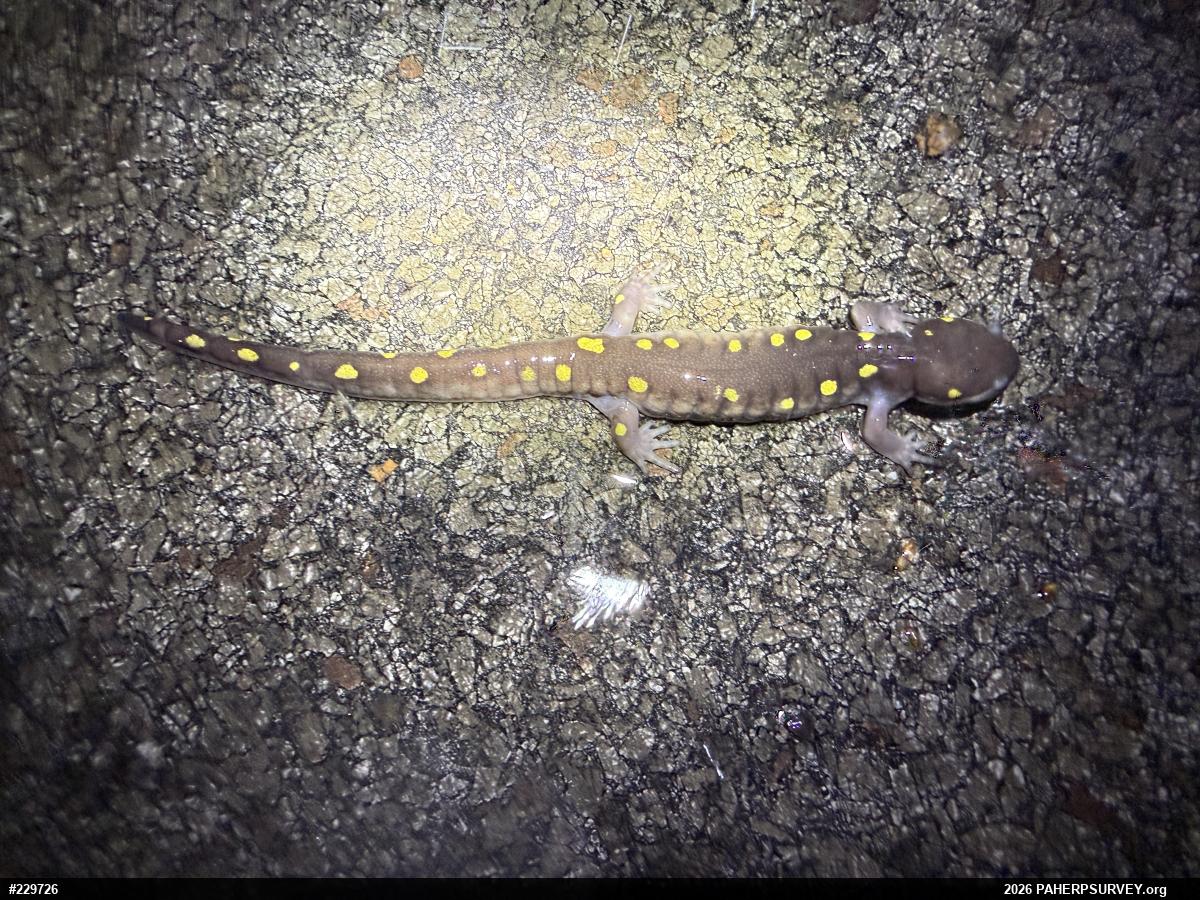 Spotted Salamander