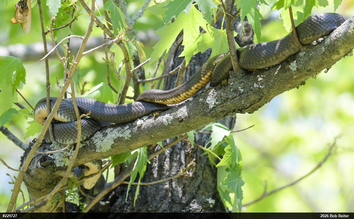 Eastern Ratsnake