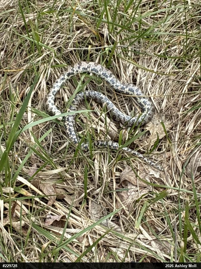 Eastern Milksnake