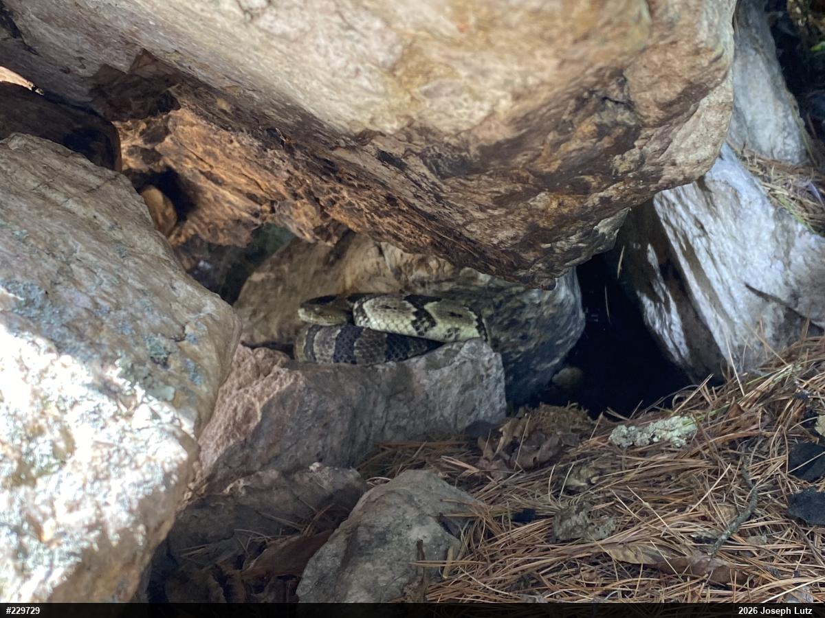 Timber Rattlesnake