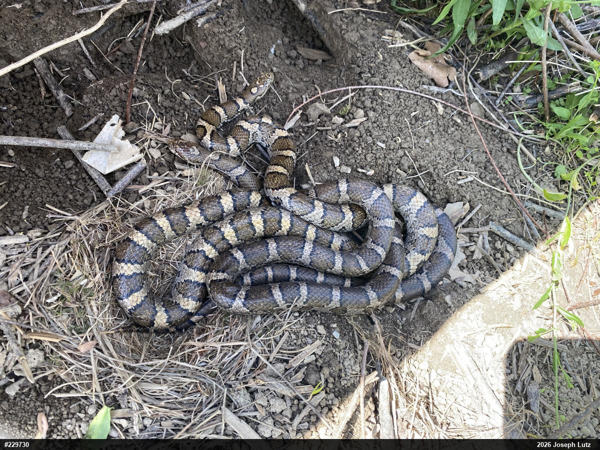 Eastern Milksnake
