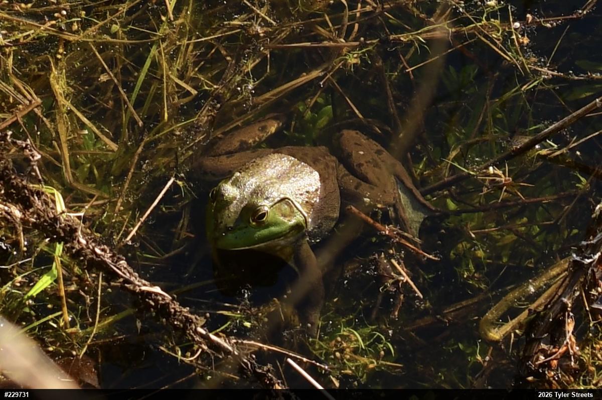 American Bullfrog