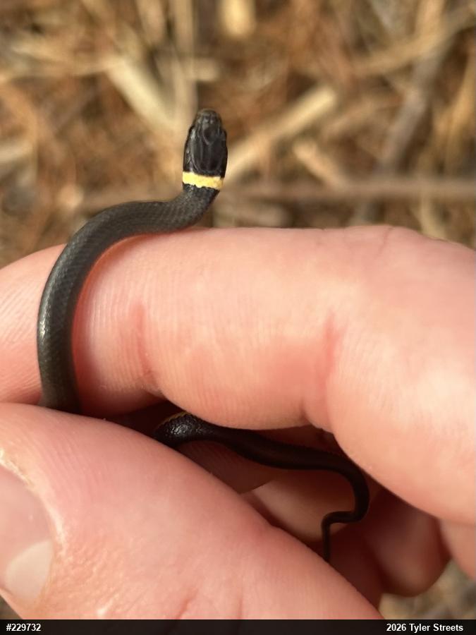 Northern Ring-necked Snake
